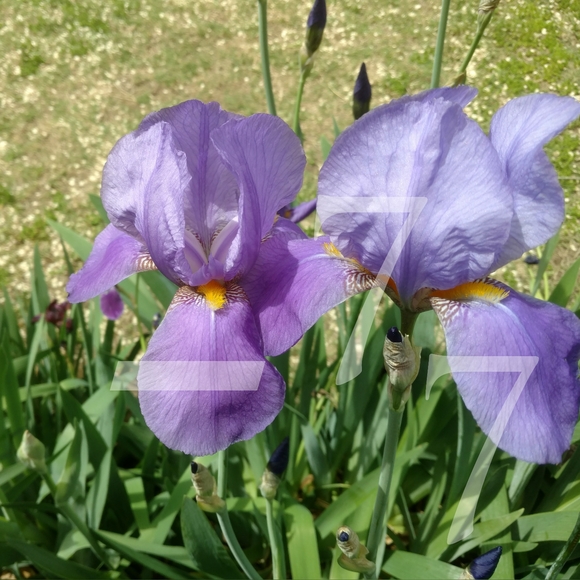 ๐ฑ 25 Mixed Tall German Bearded Iris Flower Bulb SEEDS ๐ฑ - Picture 2 of 9